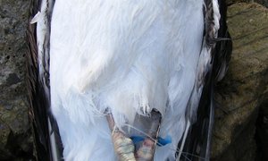 Kelpmeeu van gewisse dood gered